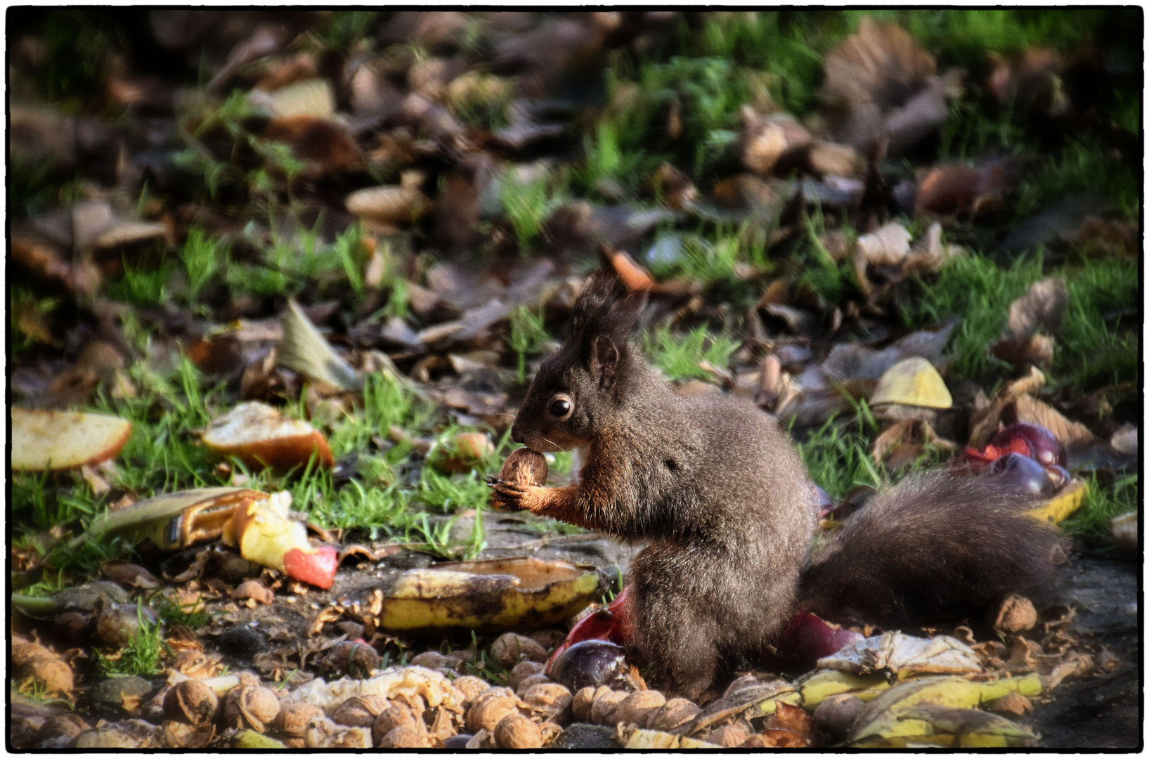 Eichhörnchen im Schlaraffenland