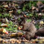 Eichhörnchen im Schlaraffenland