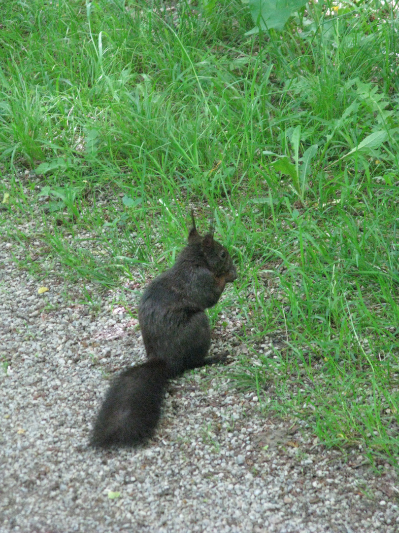Eichhörnchen im Schlossgarten Nymphenburg