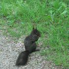 Eichhörnchen im Schlossgarten Nymphenburg