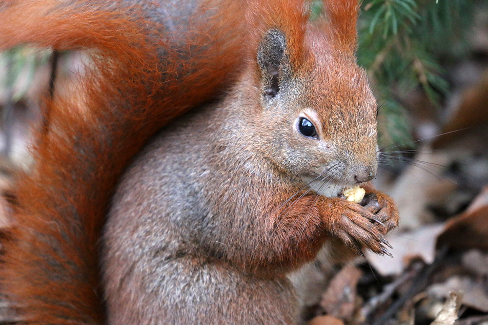 Eichhörnchen im Schloßpark Charlottenburg