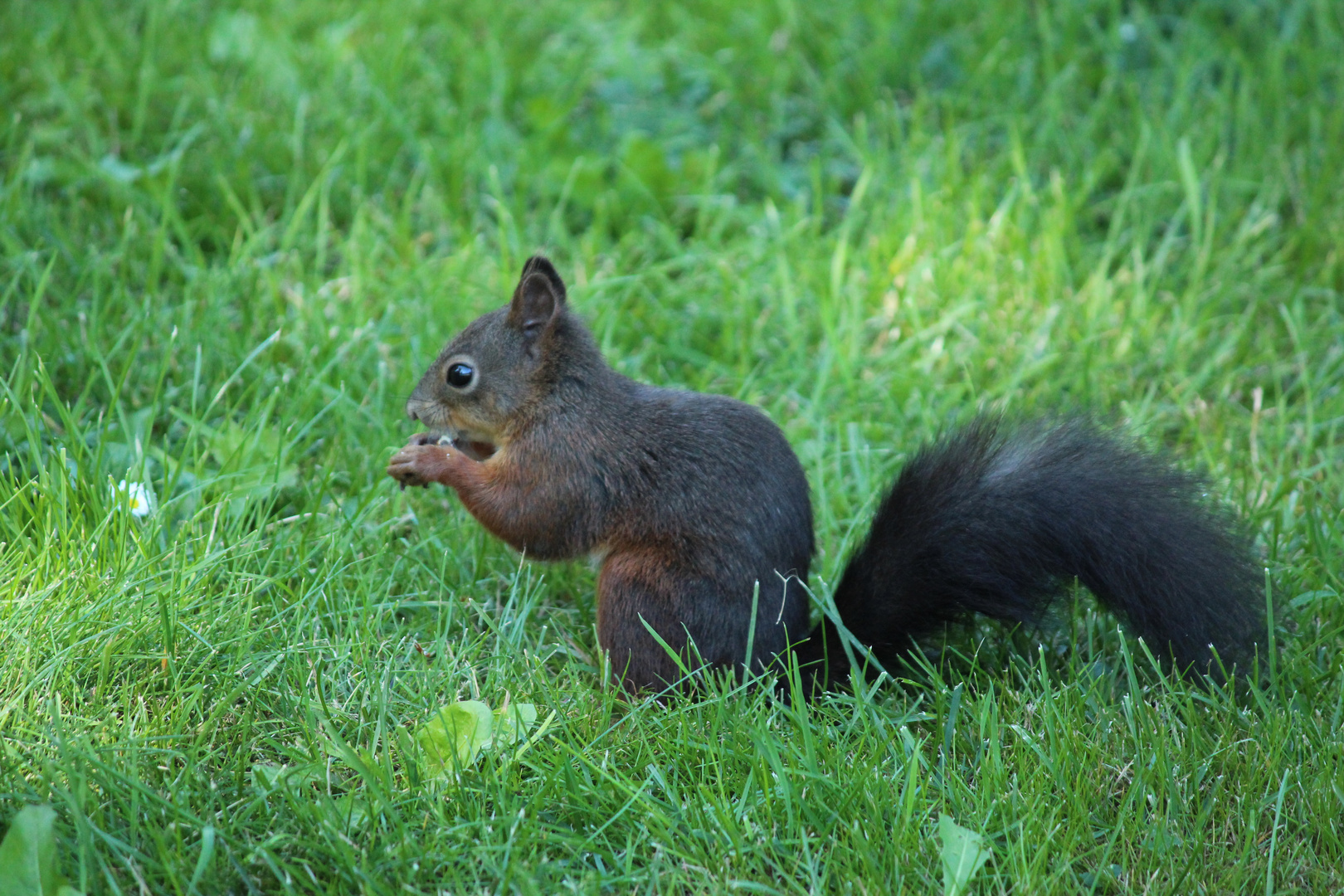 Eichhörnchen im Schlosspark Schönbrunn