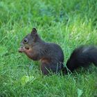 Eichhörnchen im Schlosspark Schönbrunn