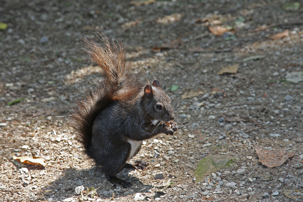 Eichhörnchen im Schlosspark Schönbrunn