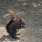 Eichhörnchen im Schlosspark Schönbrunn