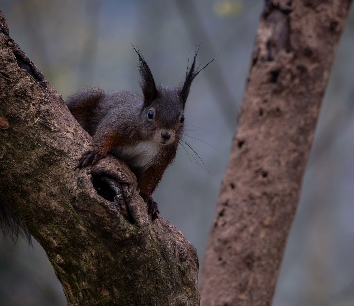 Eichhörnchen im Schlosspark Schönbrunn in Wien