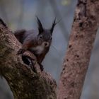 Eichhörnchen im Schlosspark Schönbrunn in Wien