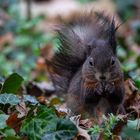 Eichhörnchen im Schlosspark Schönbrunn- Wien