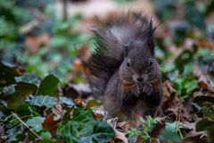 Eichhörnchen im Schlosspark Schönbrunn- Wien