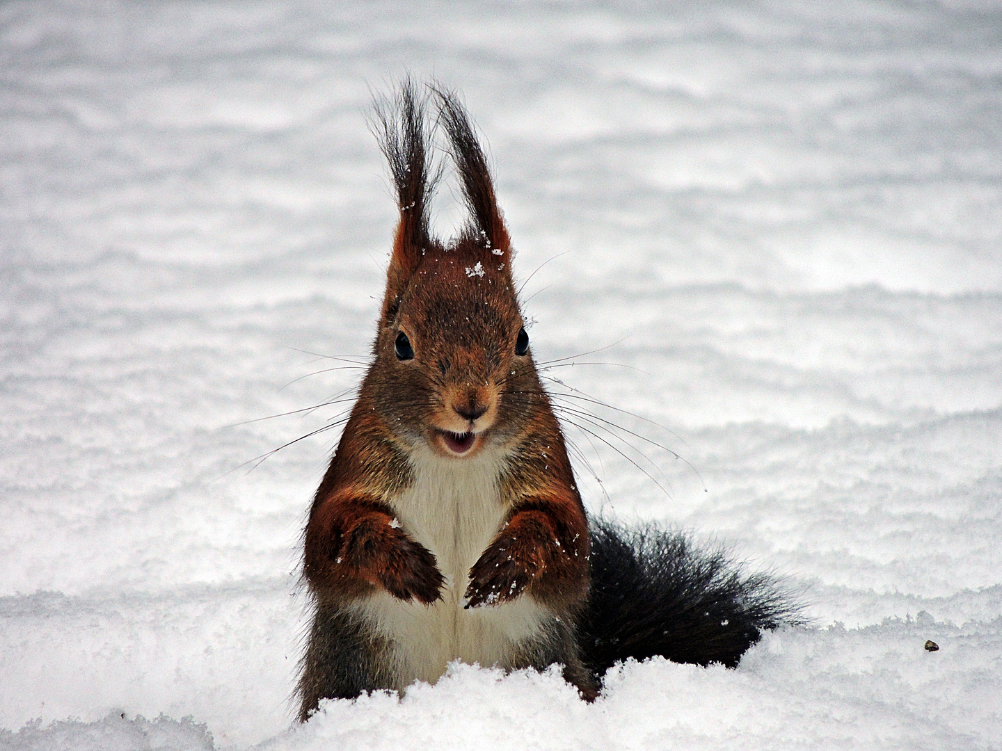 Eichhörnchen im Schnee