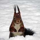 Eichhörnchen im Schnee