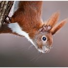 Eichhörnchen im Schnee