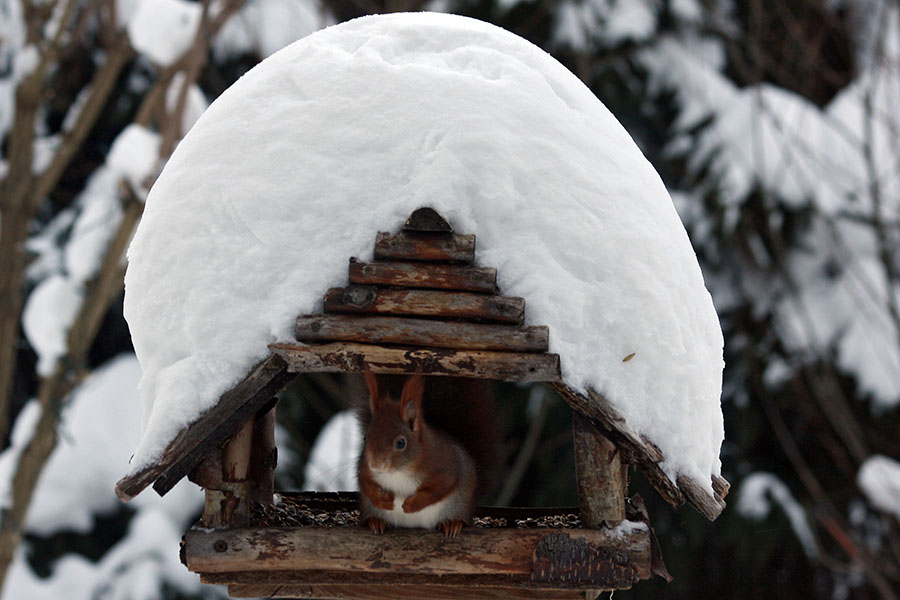 Eichhörnchen im Schnee