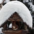 Eichhörnchen im Schnee