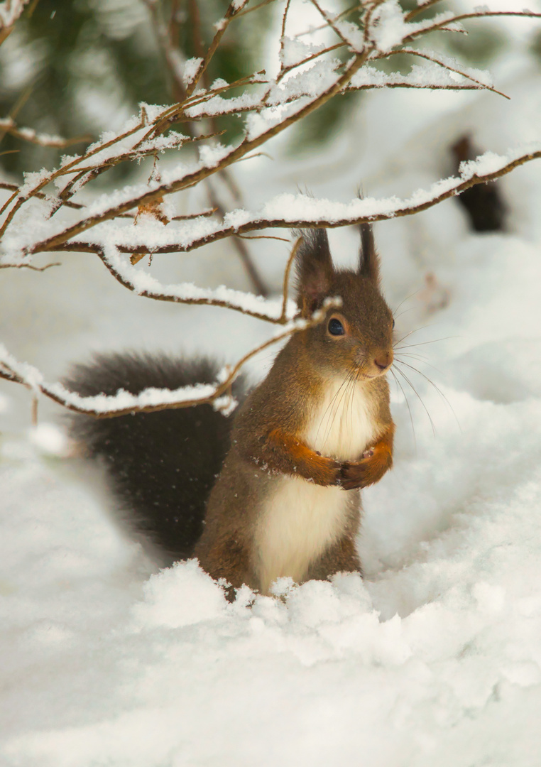 Eichhörnchen im Schnee