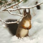 Eichhörnchen im Schnee