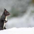 Eichhörnchen im Schnee