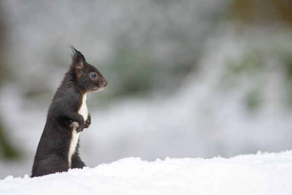 Eichhörnchen im Schnee