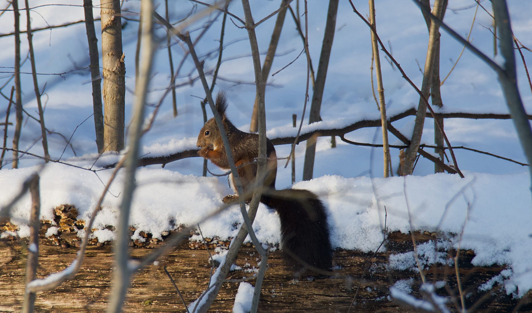 Eichhörnchen im Schnee