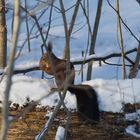 Eichhörnchen im Schnee