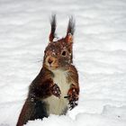 Eichhörnchen im Schnee 2