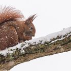 "Eichhörnchen im Schnee 2024"