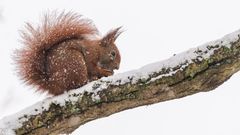 "Eichhörnchen im Schnee 2024"