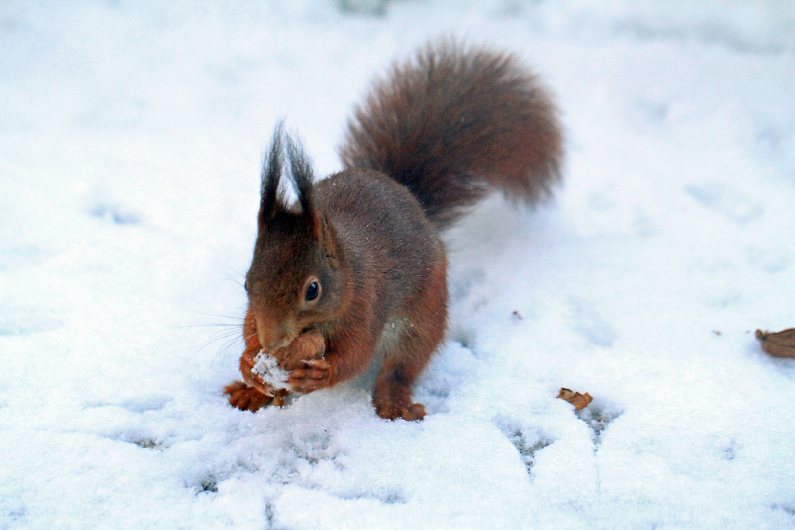 Eichhörnchen im Schnee