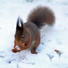 Eichhörnchen im Schnee