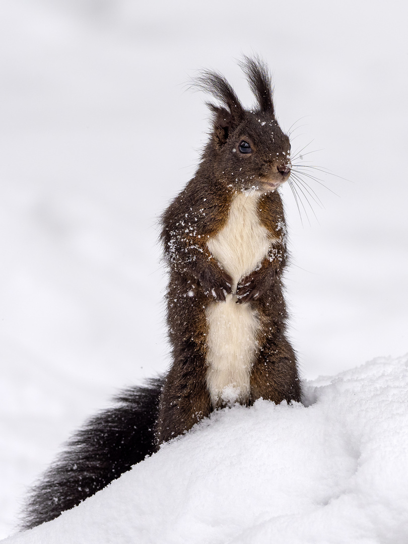 Eichhörnchen im Schnee