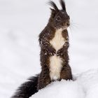 Eichhörnchen im Schnee