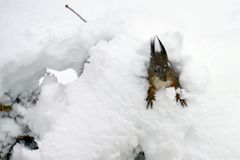 Eichhörnchen im Schnee