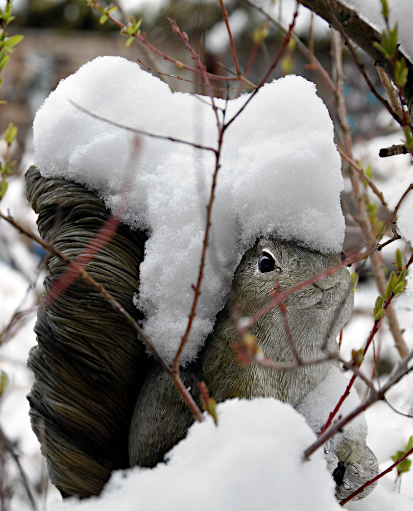 Eichhörnchen im Schnee