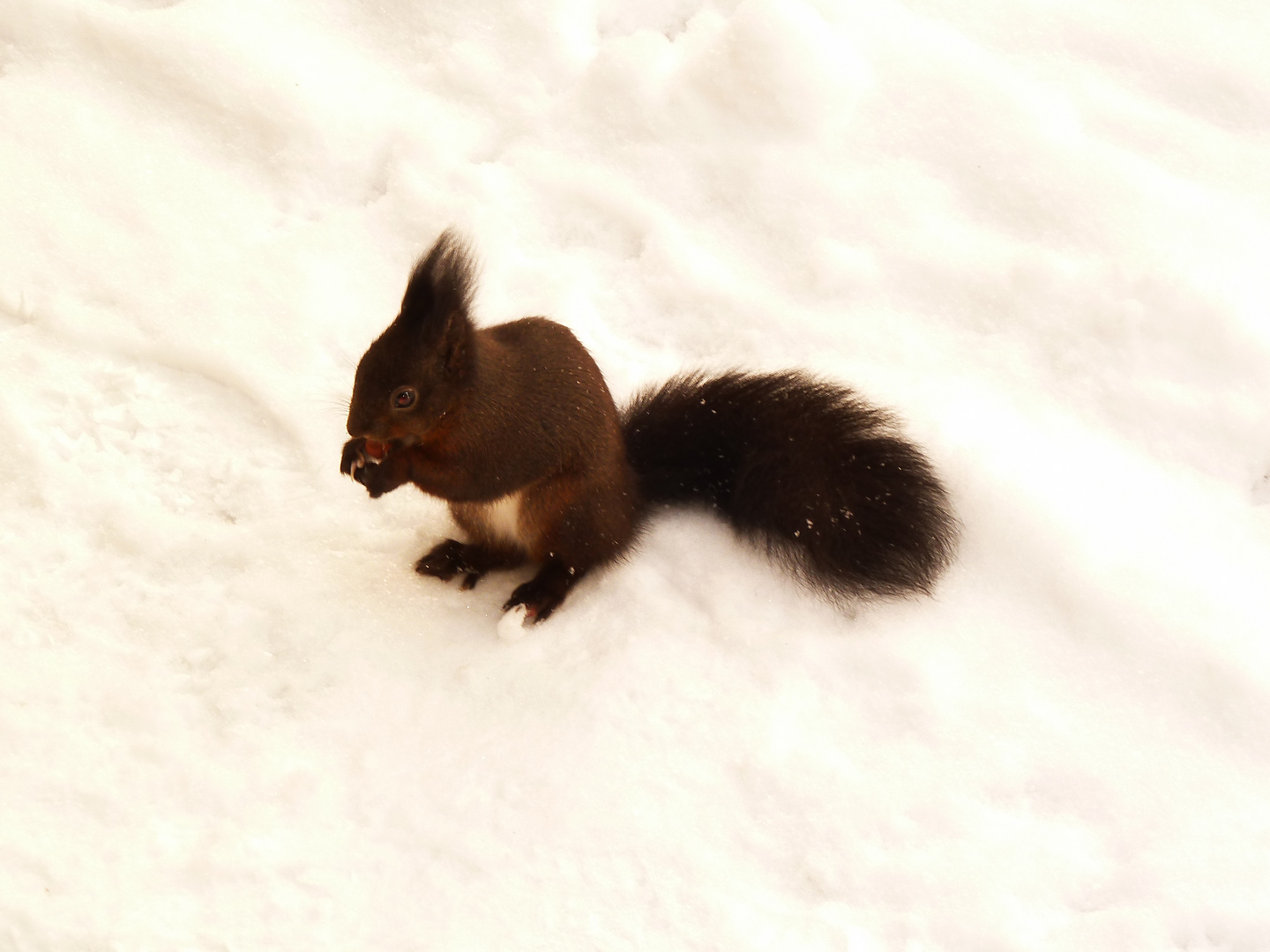 Eichhörnchen im Schnee