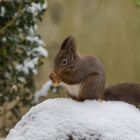 Eichhörnchen im Schnee