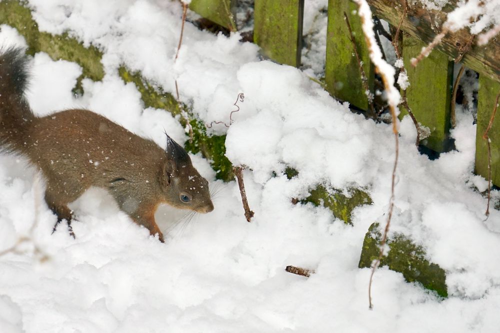 Eichhörnchen im Schnee