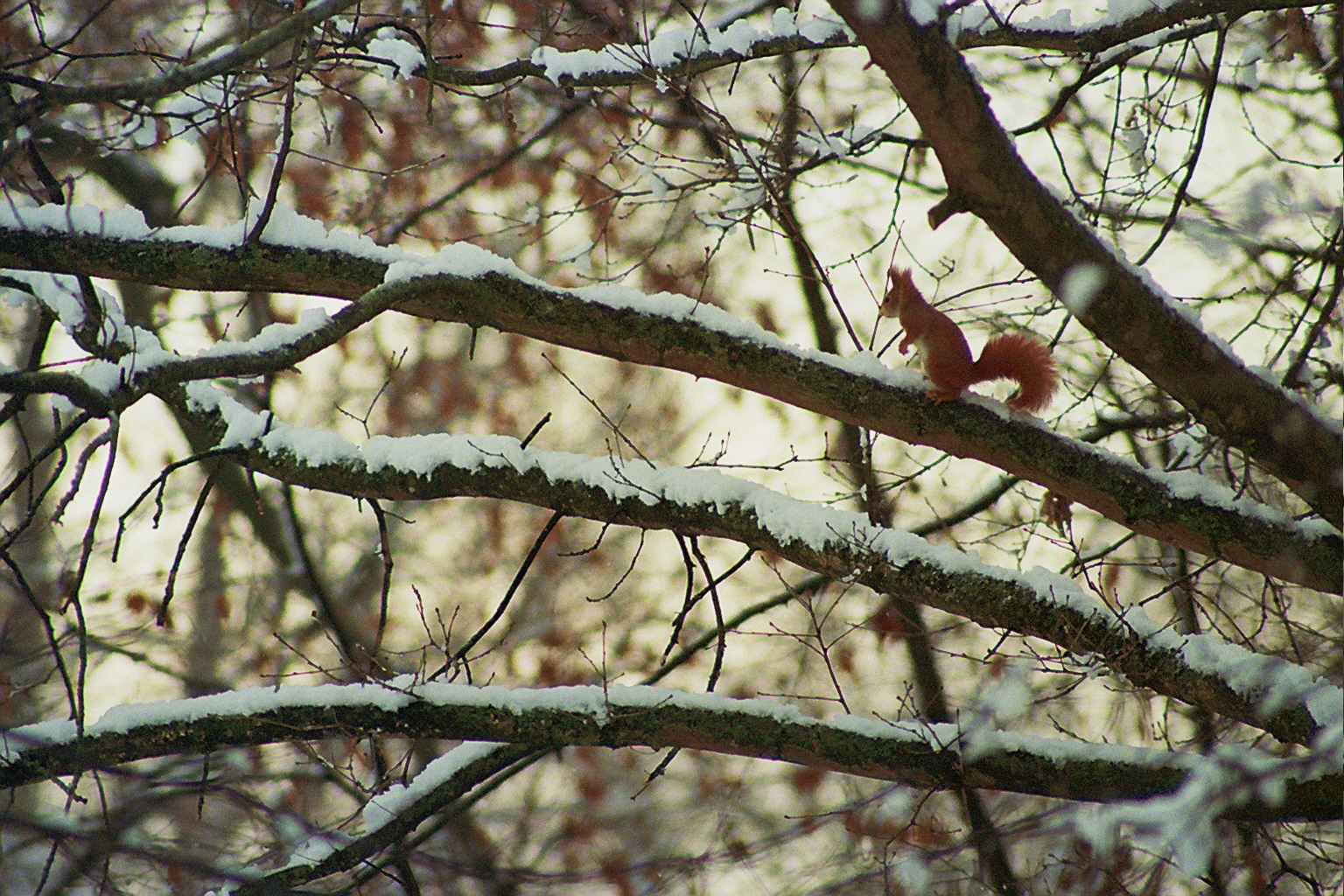 Eichhörnchen im Schnee