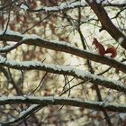 Eichhörnchen im Schnee