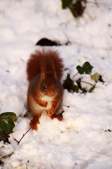 Eichhörnchen im Schnee