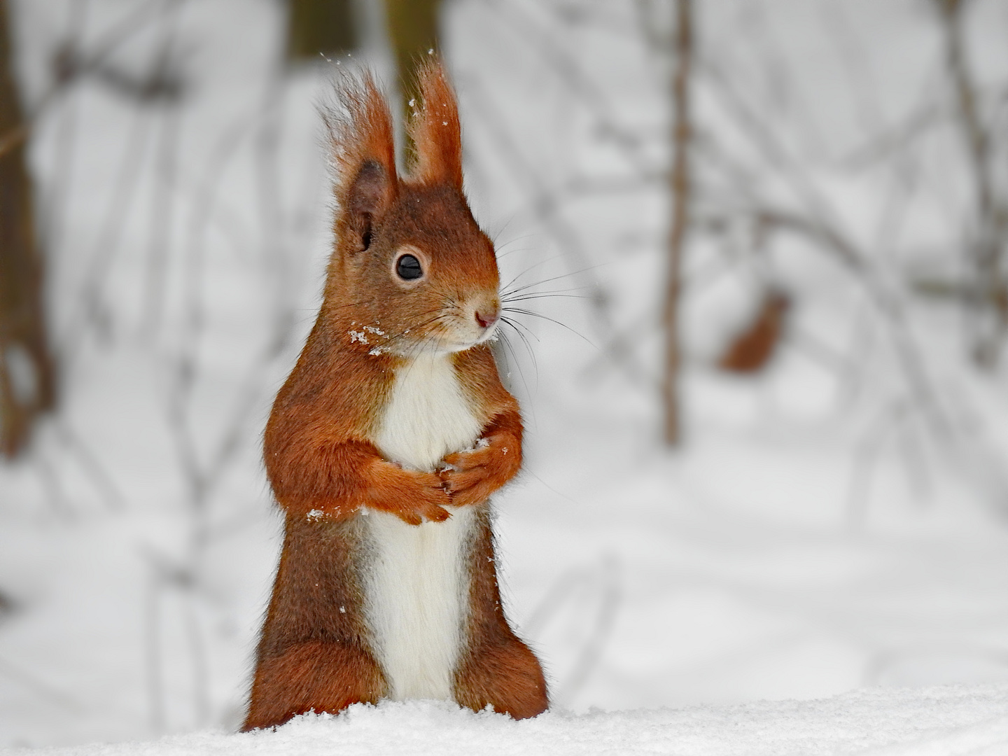 Eichhörnchen im Schnee