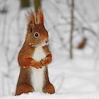 Eichhörnchen im Schnee