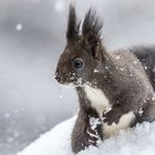 Eichhörnchen-im Schnee