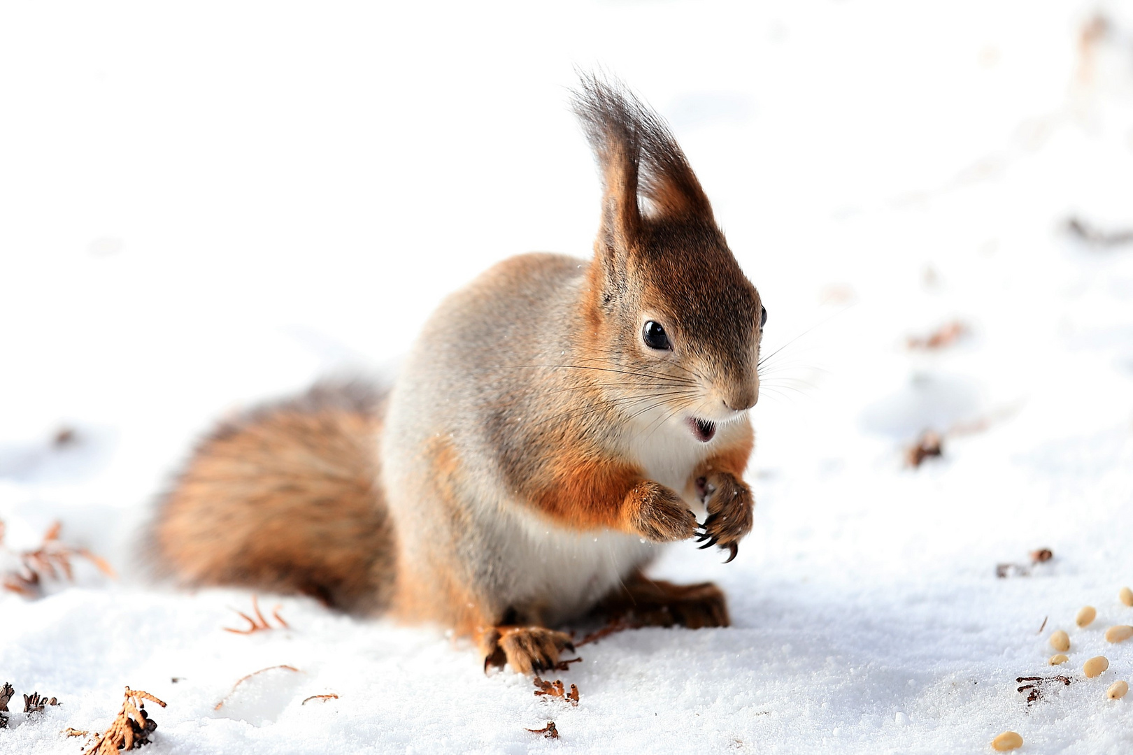 Eichhörnchen im Schnee