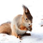 Eichhörnchen im Schnee