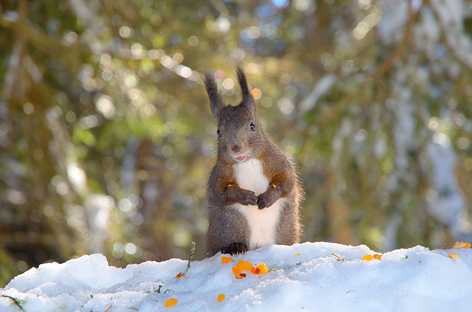 Eichhörnchen im Schnee