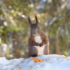 Eichhörnchen im Schnee