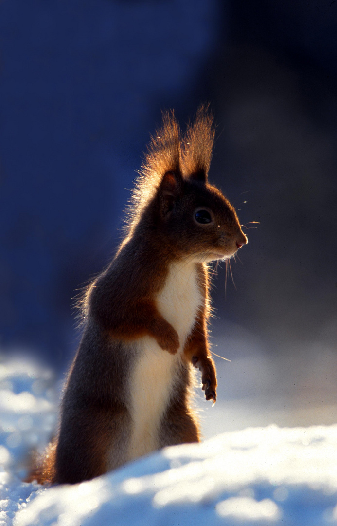 Eichhörnchen im Schnee