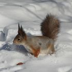 Eichhörnchen im Schnee