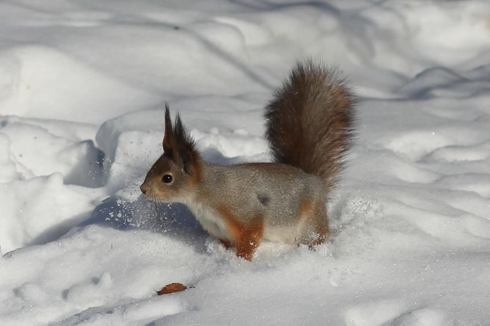 Eichhörnchen im Schnee