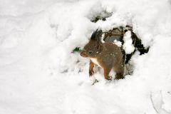 Eichhörnchen im Schnee